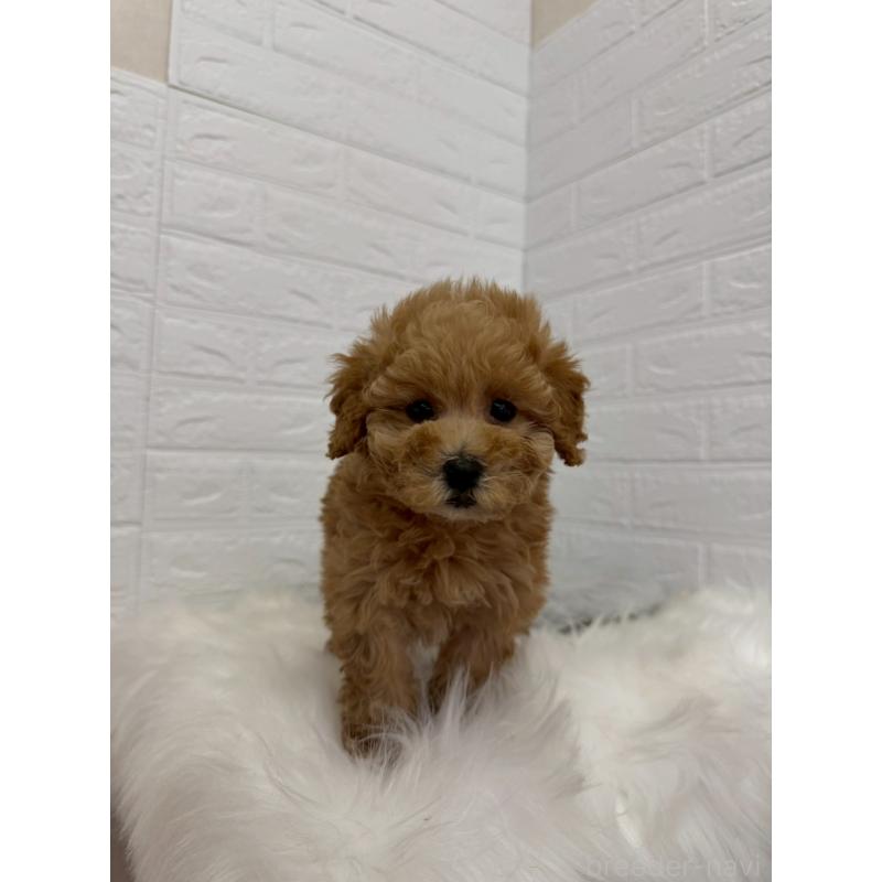 販売中の東京都のタイニープードル-450217の3枚目