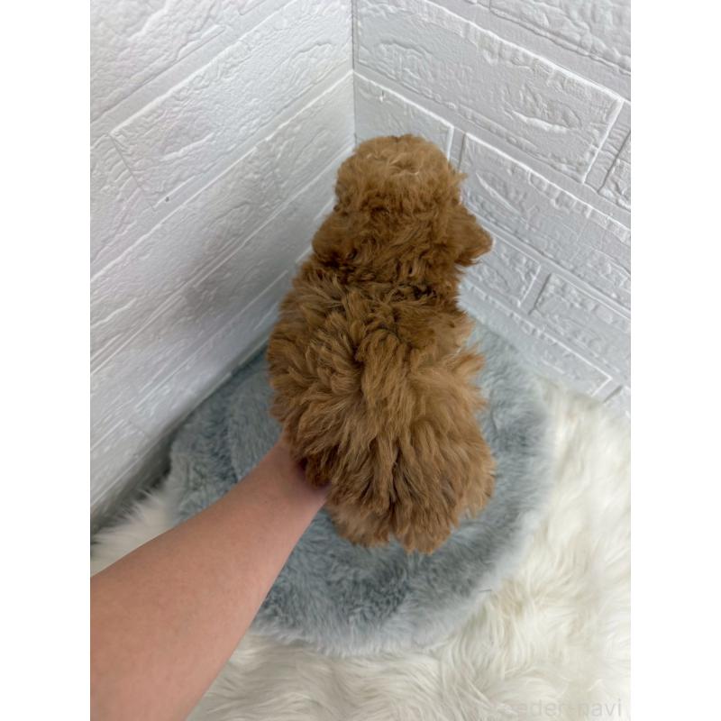 販売中の東京都のタイニープードル-450217の2枚目