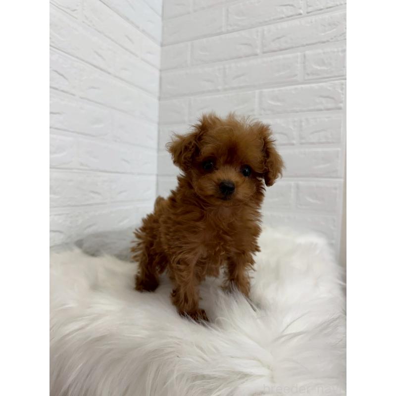 販売中の東京都のタイニープードル-450218の8枚目