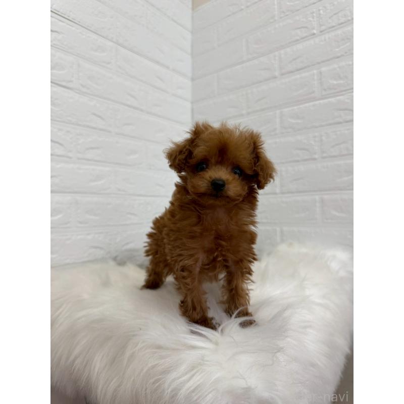 販売中の東京都のタイニープードル-450218の7枚目