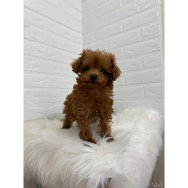 販売中の東京都のタイニープードル-450218の5枚目