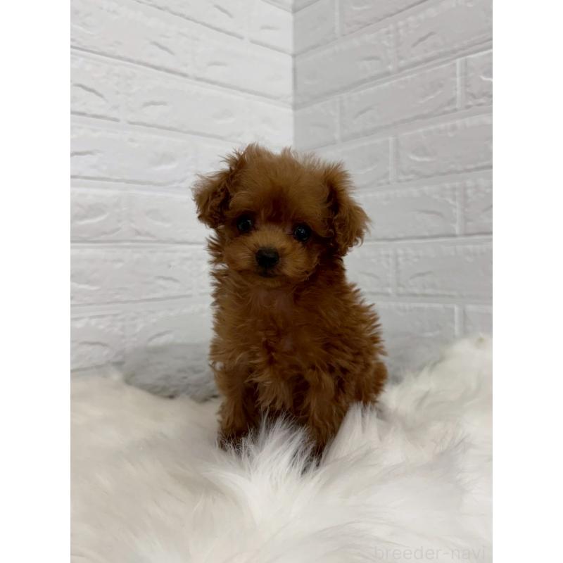 販売中の東京都のタイニープードル-450218の4枚目