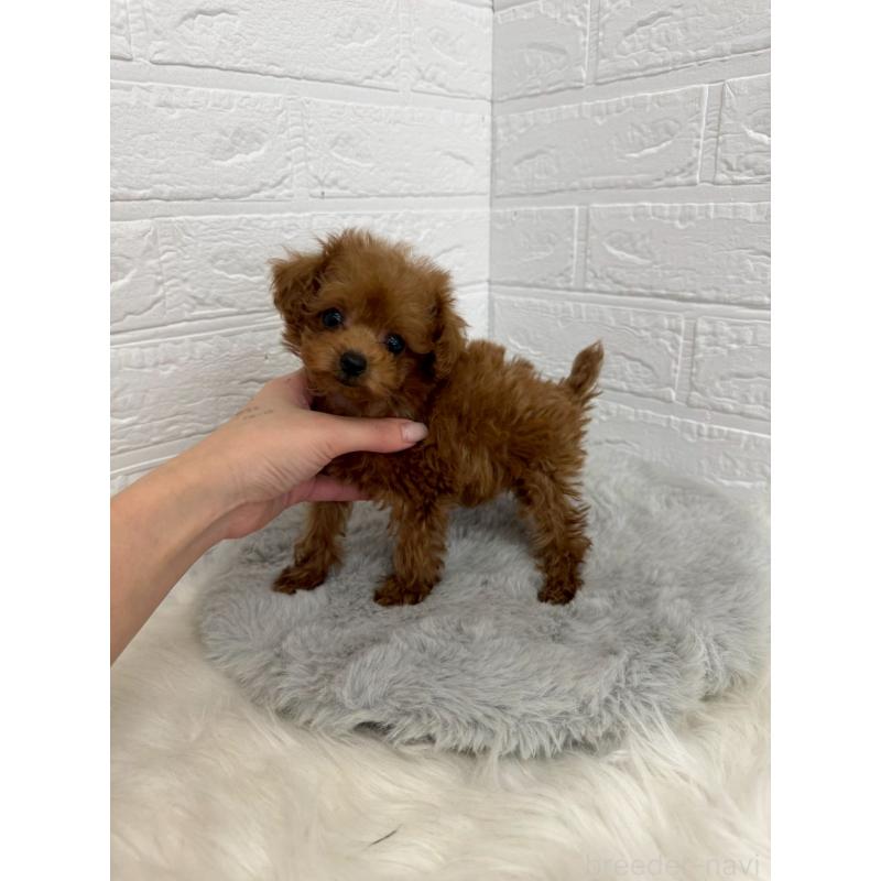 販売中の東京都のタイニープードル-450218の3枚目