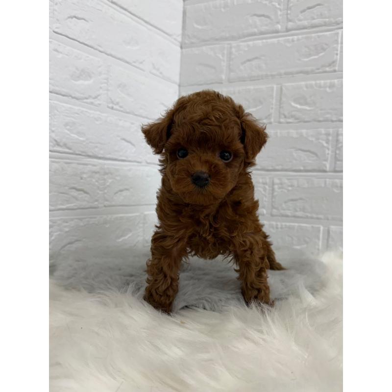 販売中の東京都のタイニープードル-450219の10枚目