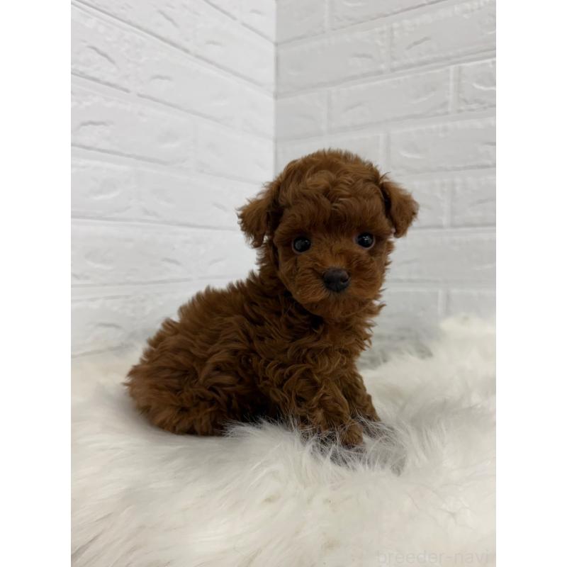 販売中の東京都のタイニープードル-450219の7枚目