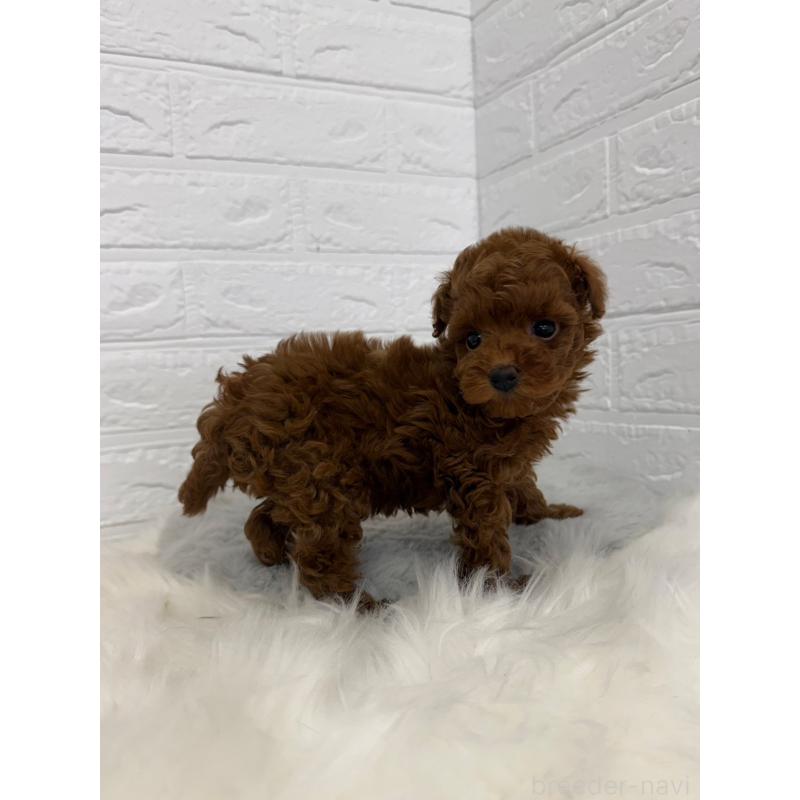 販売中の東京都のタイニープードル-450219の4枚目