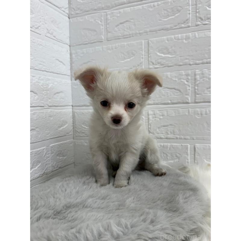 販売中の東京都のチワワ(ロングコート)-450220の12枚目