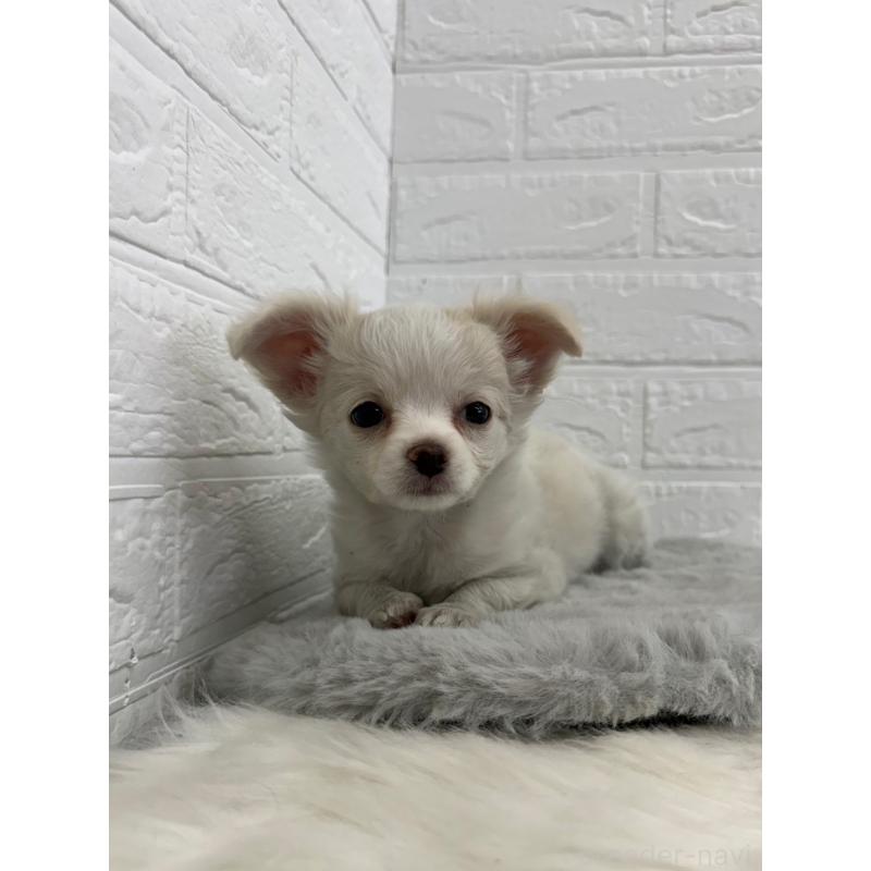 販売中の東京都のチワワ(ロングコート)-450220の11枚目