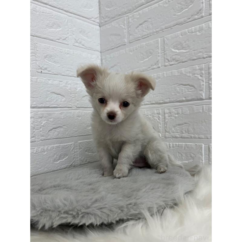 販売中の東京都のチワワ(ロングコート)-450220の10枚目