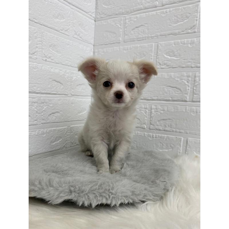 販売中の東京都のチワワ(ロングコート)-450220の9枚目