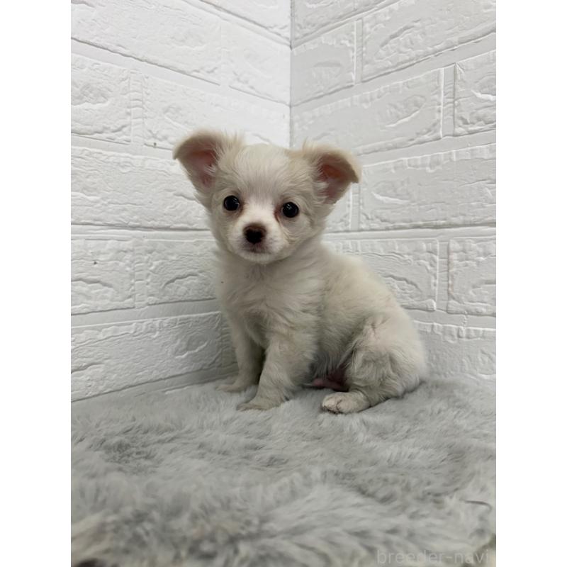 販売中の東京都のチワワ(ロングコート)-450220の8枚目