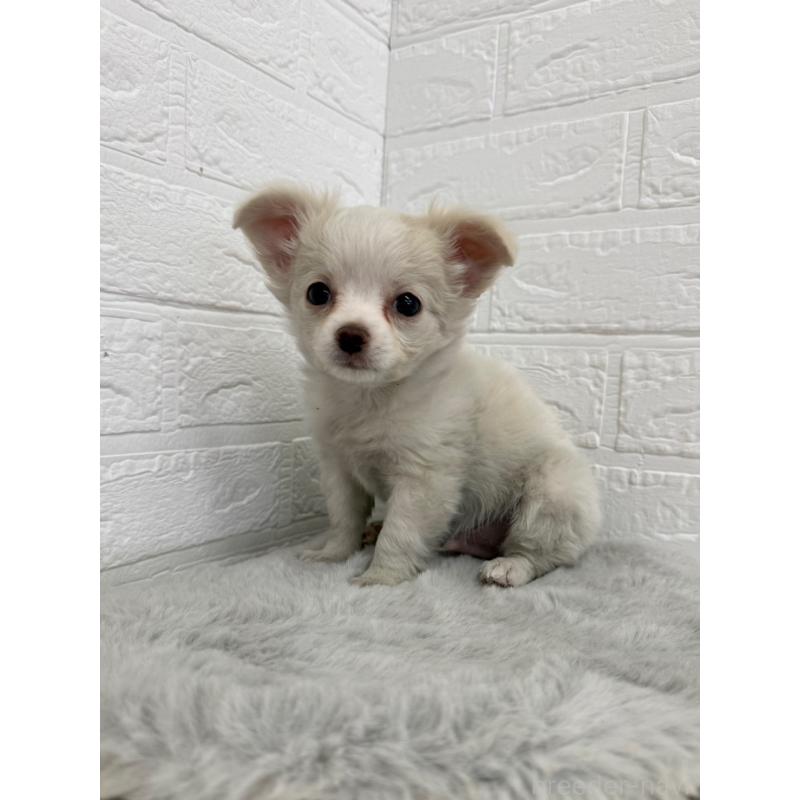 販売中の東京都のチワワ(ロングコート)-450220の5枚目