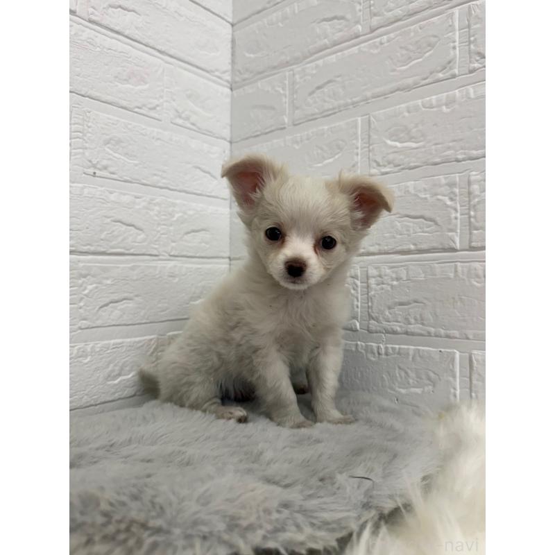 販売中の東京都のチワワ(ロングコート)-450220の4枚目