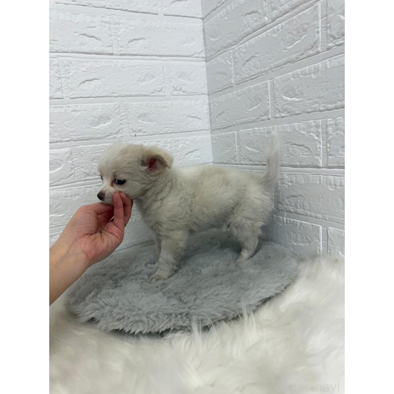 販売中の東京都のチワワ(ロングコート)-450220の3枚目