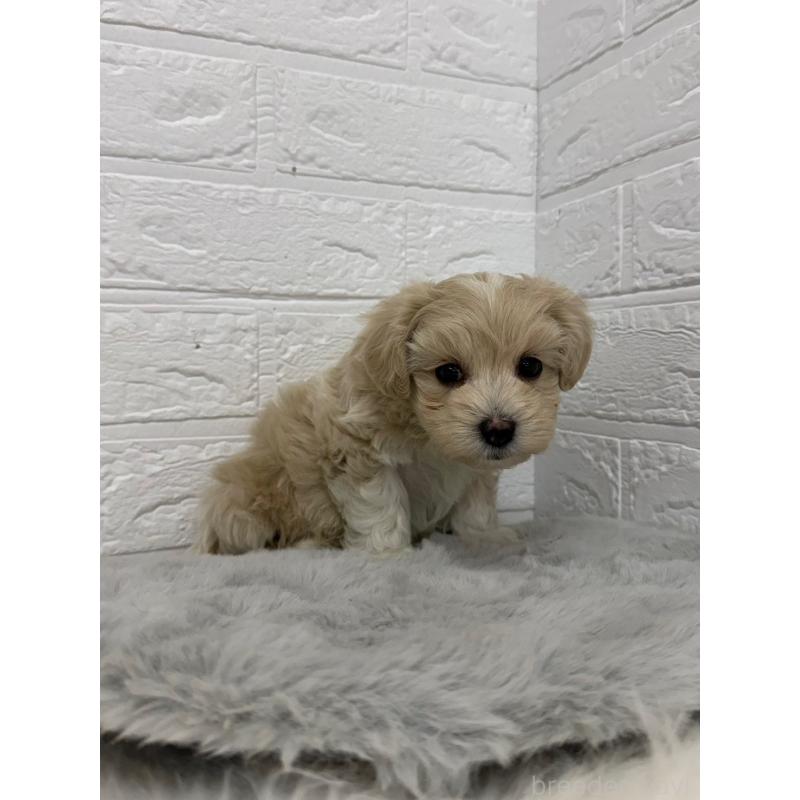 販売中の東京都のマルプー:マルチーズ×トイプードル-450221の13枚目