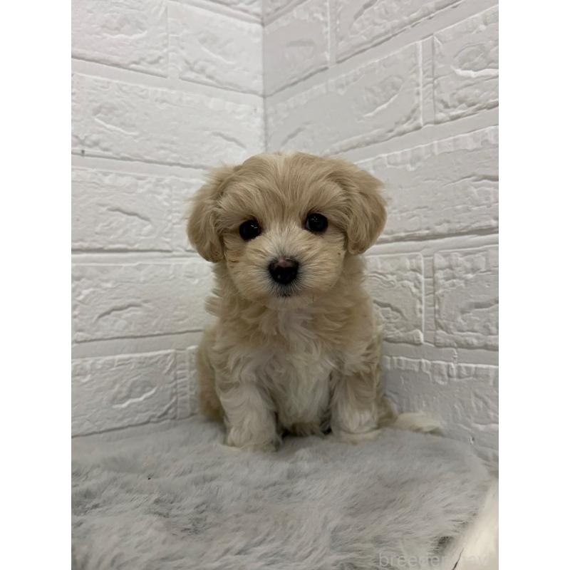 販売中の東京都のマルプー:マルチーズ×トイプードル-450221の11枚目