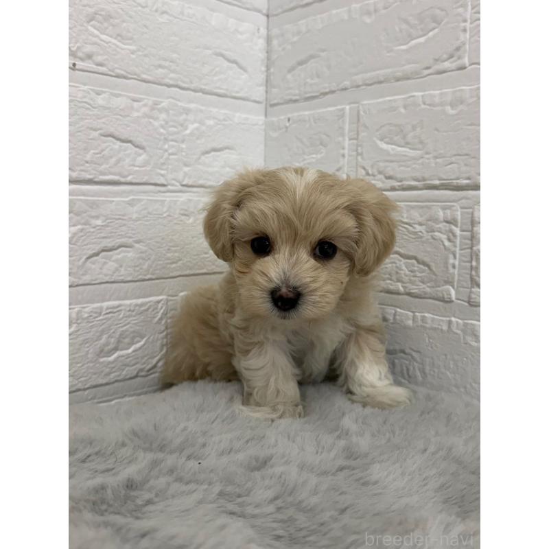 販売中の東京都のマルプー:マルチーズ×トイプードル-450221の10枚目