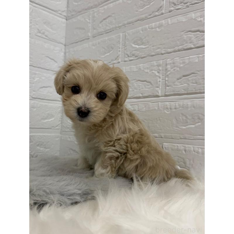 販売中の東京都のマルプー:マルチーズ×トイプードル-450221の8枚目