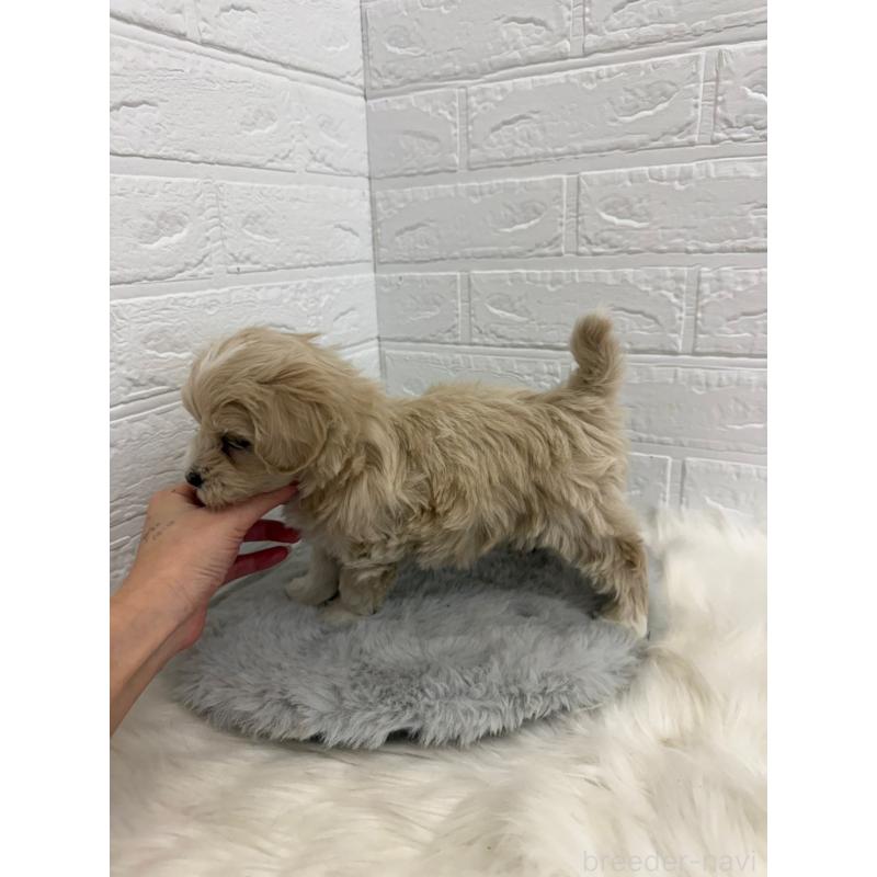 販売中の東京都のマルプー:マルチーズ×トイプードル-450221の4枚目