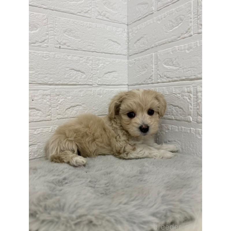 販売中の東京都のマルプー:マルチーズ×トイプードル-450221の2枚目