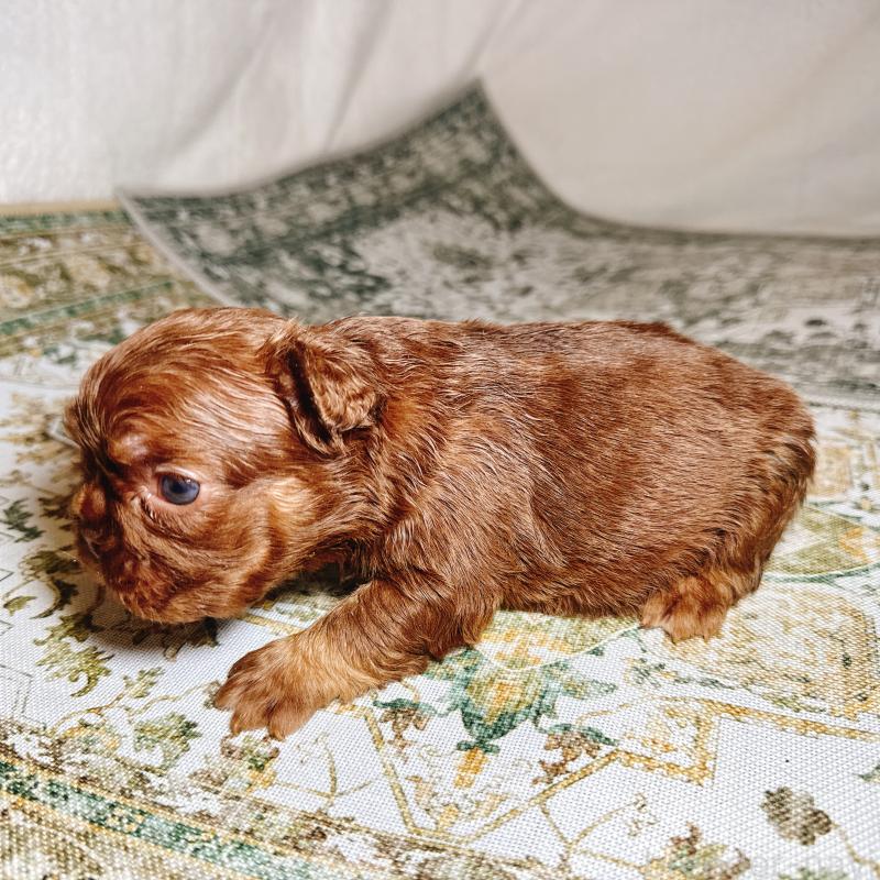 販売中の奈良県のフレンチブルドッグ-450003の12枚目