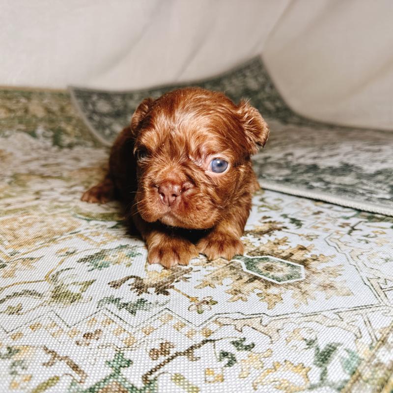 販売中の奈良県のフレンチブルドッグ-450003の11枚目