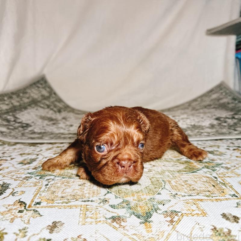 販売中の奈良県のフレンチブルドッグ-450003の10枚目