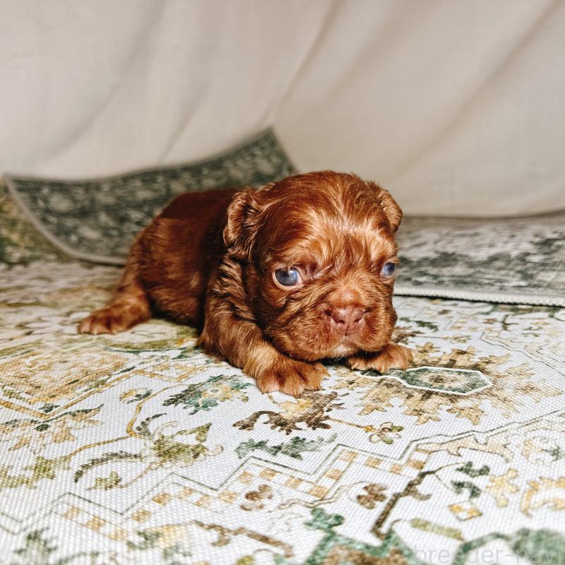 販売中の奈良県のフレンチブルドッグ-450003の9枚目