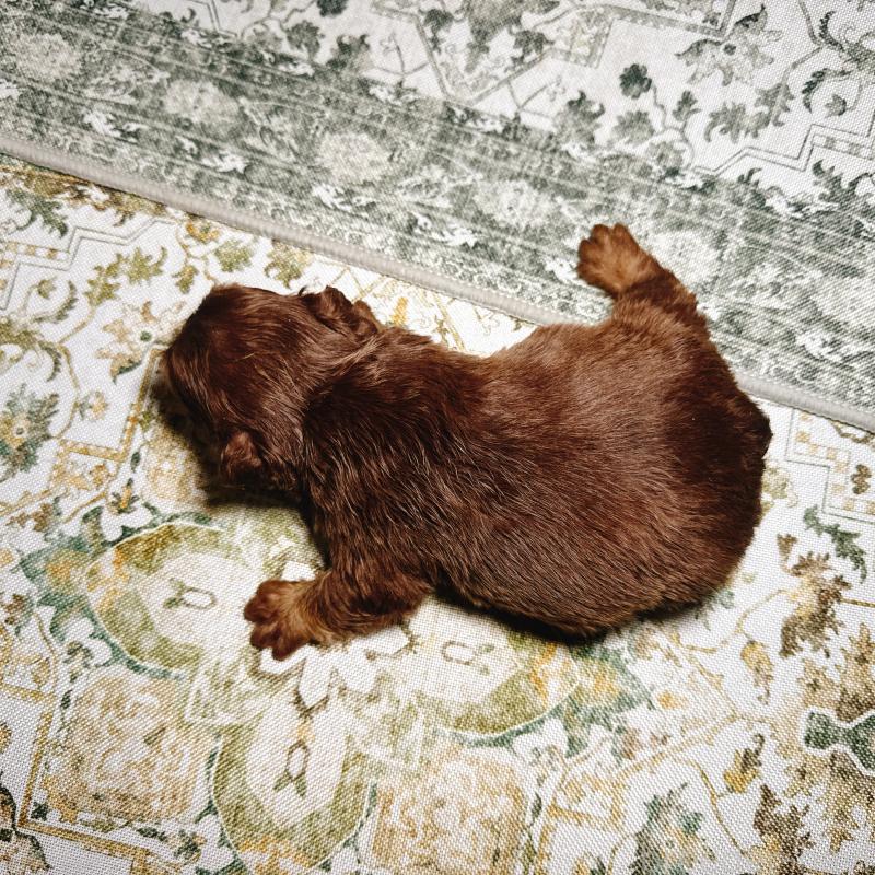 販売中の奈良県のフレンチブルドッグ-450003の8枚目