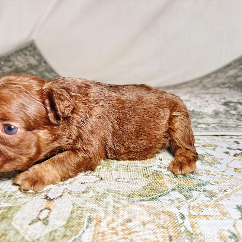 販売中の奈良県のフレンチブルドッグ-450003の7枚目