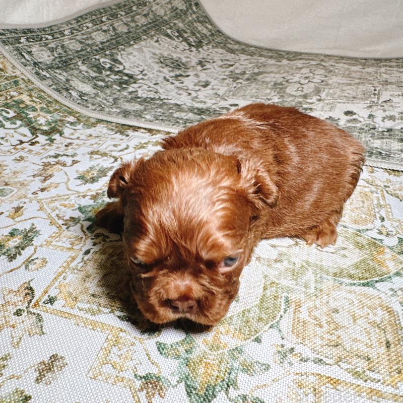 販売中の奈良県のフレンチブルドッグ-450003の6枚目