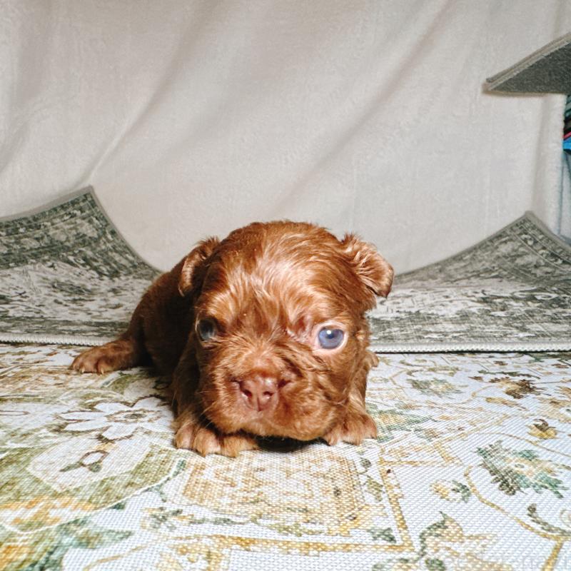 販売中の奈良県のフレンチブルドッグ-450003の5枚目