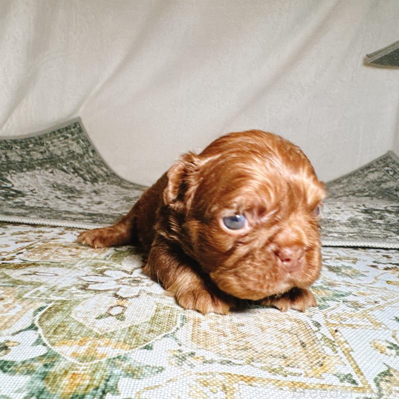 販売中の奈良県のフレンチブルドッグ-450003の4枚目