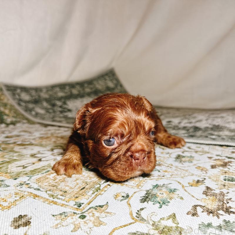 販売中の奈良県のフレンチブルドッグ-450003の3枚目