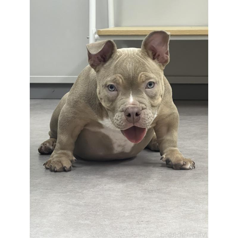 販売中の大阪府のエキゾチックブリー-435035