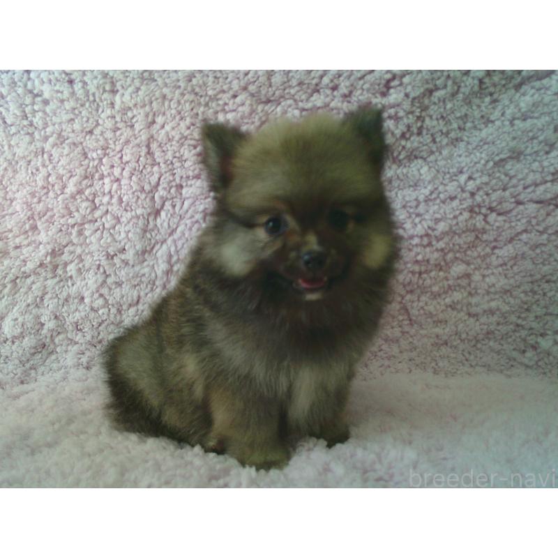 販売中の茨城県のポメラニアン-450223の1枚目