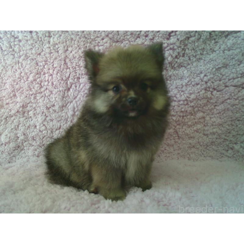 販売中の茨城県のポメラニアン-450223の2枚目