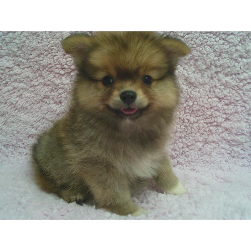 販売中の茨城県のポメラニアン-450224
