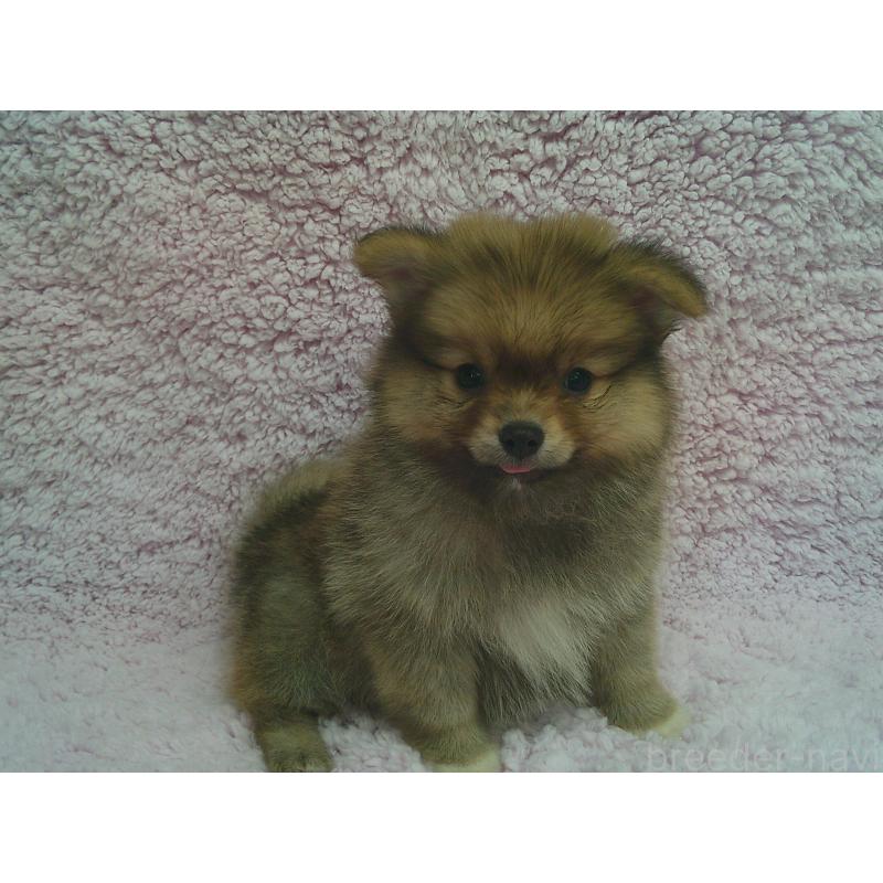 販売中の茨城県のポメラニアン-450224の2枚目