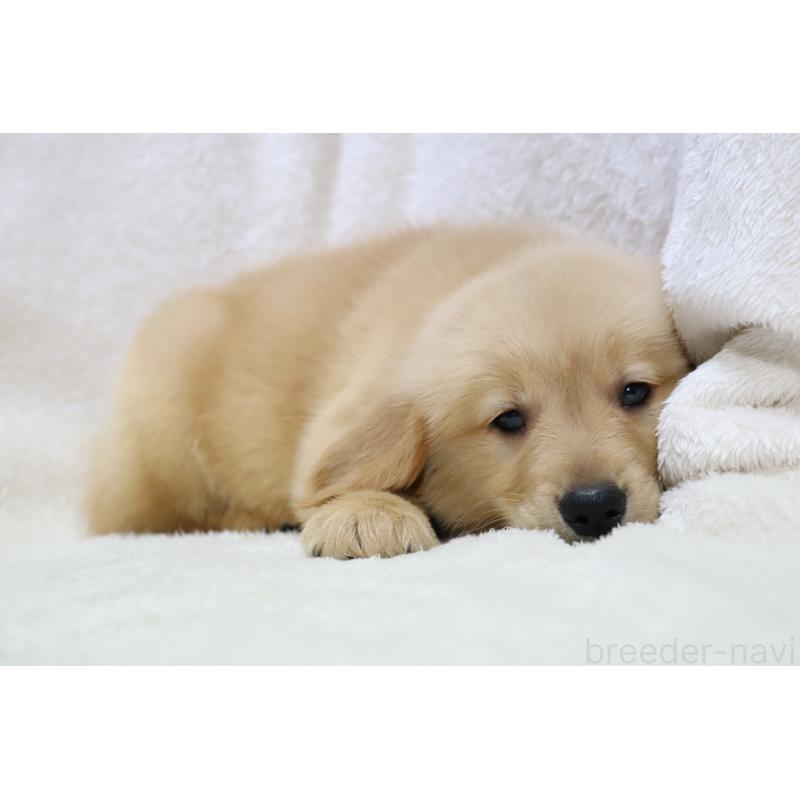 販売中の滋賀県のゴールデンレトリーバー-450226の8枚目