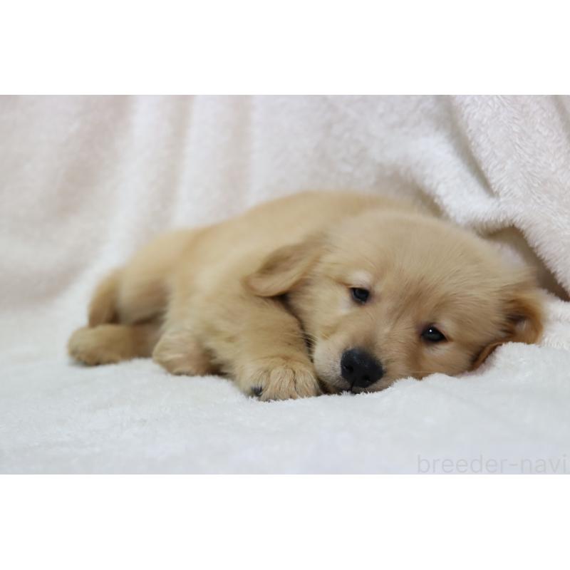 販売中の滋賀県のゴールデンレトリーバー-450226の7枚目