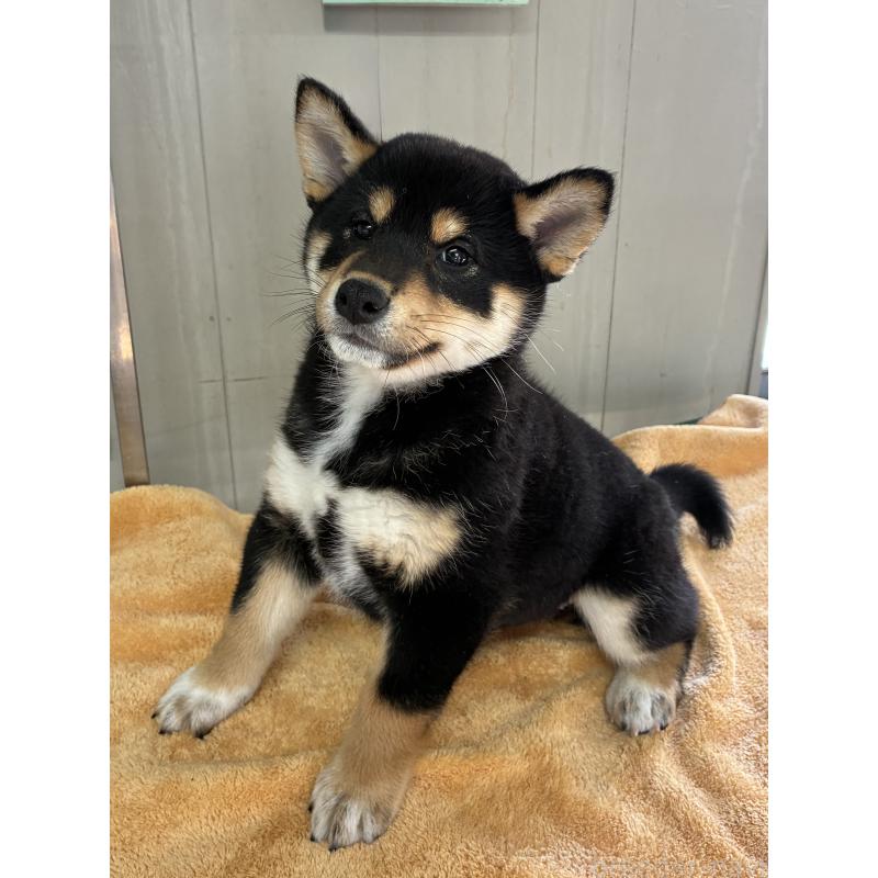 販売中の北海道の柴犬-450225の5枚目