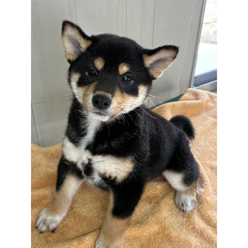 販売中の北海道の柴犬-450225の3枚目