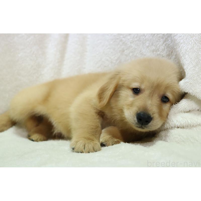 販売中の滋賀県のゴールデンレトリーバー-450226の6枚目