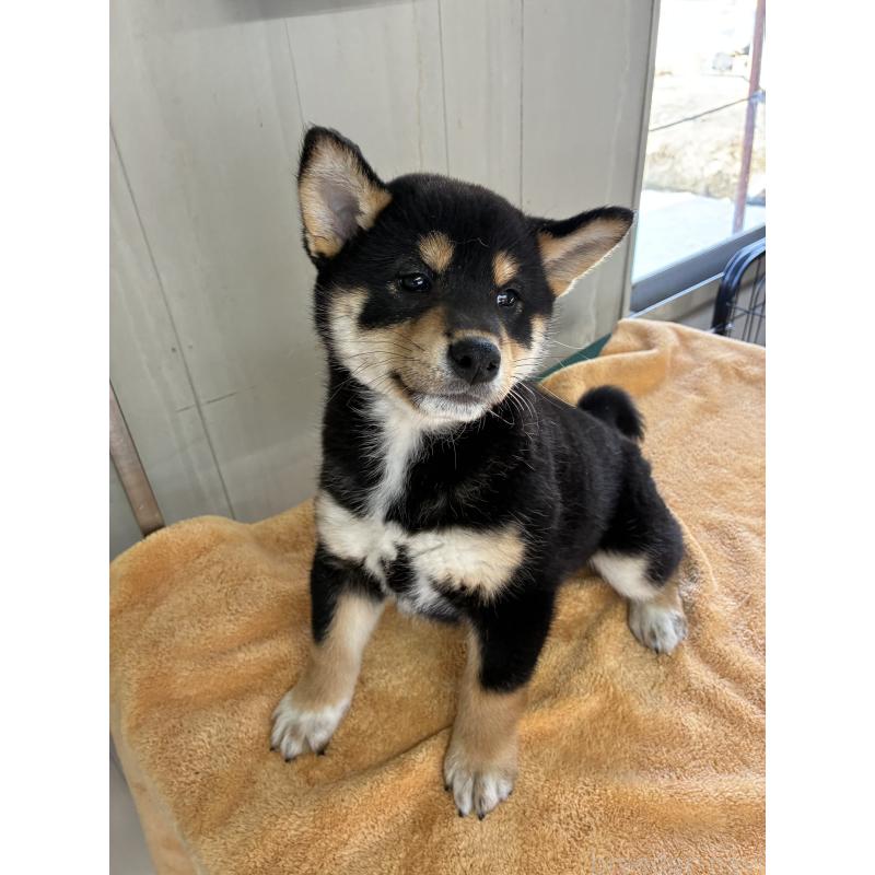 販売中の北海道の柴犬-450225の2枚目