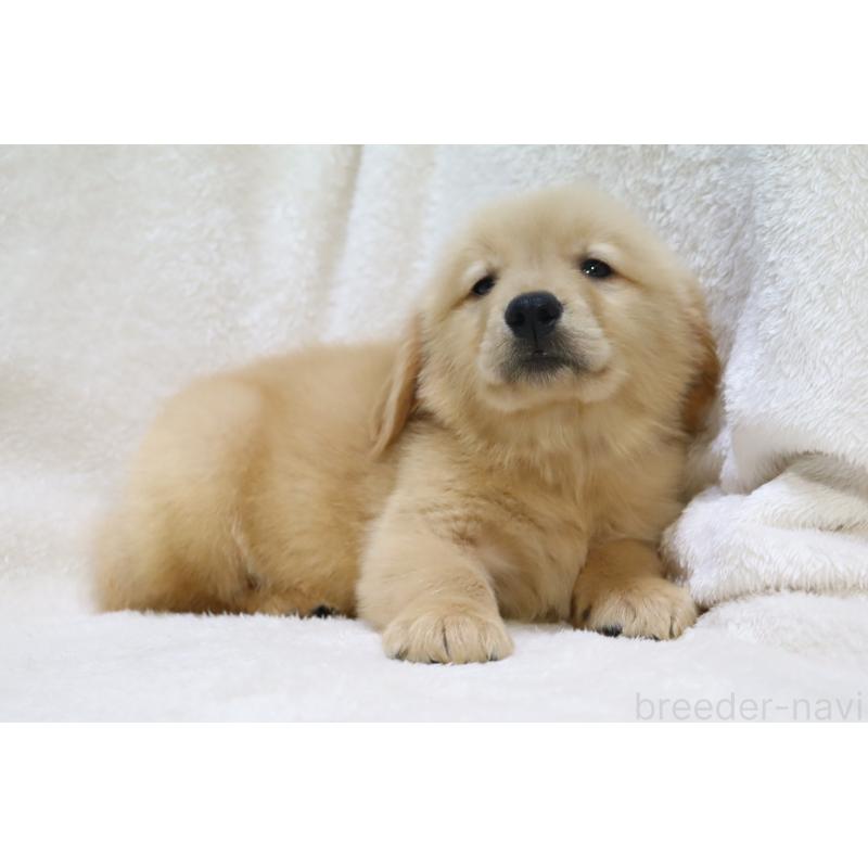 販売中の滋賀県のゴールデンレトリーバー-450226の5枚目