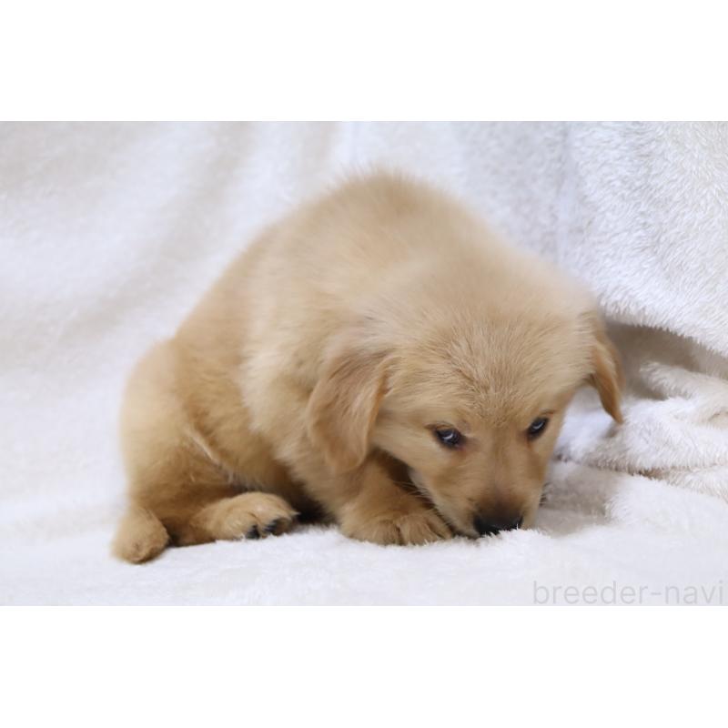 販売中の滋賀県のゴールデンレトリーバー-450226の4枚目