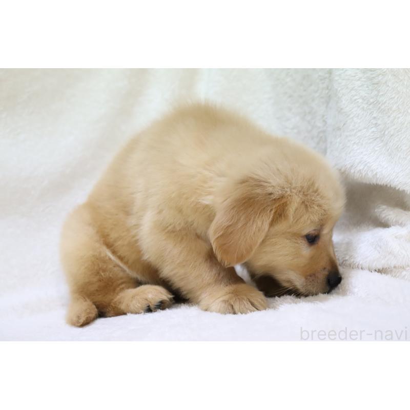 販売中の滋賀県のゴールデンレトリーバー-450226の3枚目