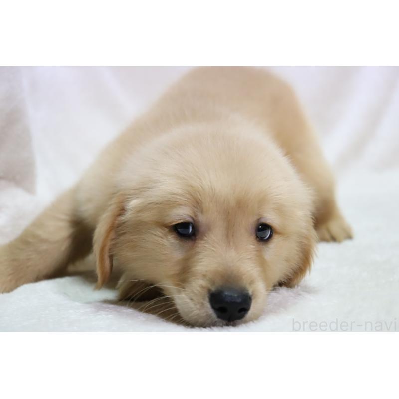 販売中の滋賀県のゴールデンレトリーバー-450226の2枚目