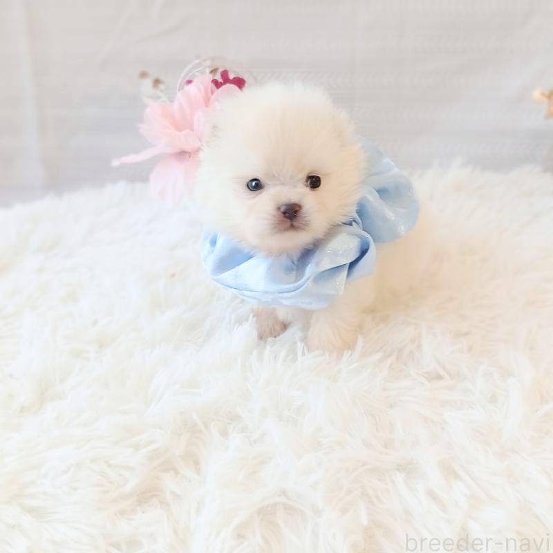 販売中の和歌山県のポメラニアン-450228の5枚目